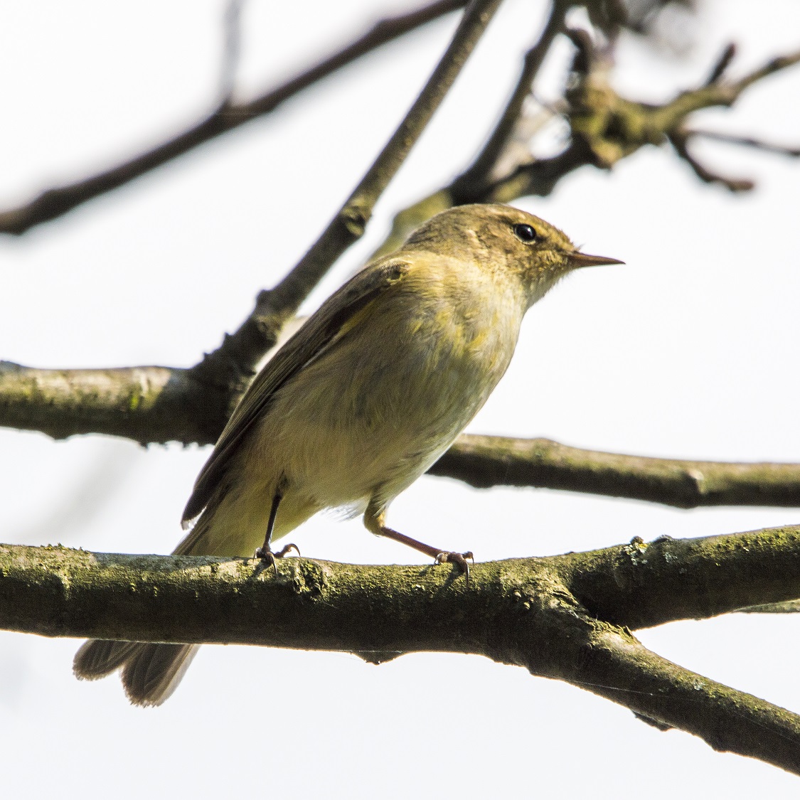 Ze lijken zo op elkaar.